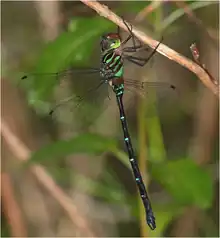 Dromaeschna forcipata male in Queensland