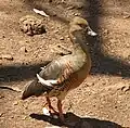 Plumed whistling duck