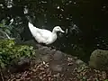 Duck pond in a public park, Aci Sant'Antonio, Sicily