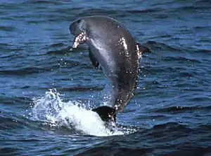 Dwarf sperm whale breaching