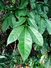 The compound leaf, upper surface