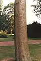 Bark of C2715, Edinburgh (see 'Cultivation')