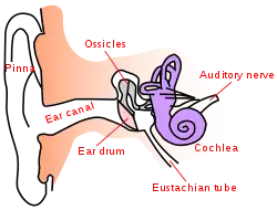 Ear anatomy