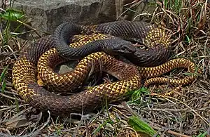 Eastern coachwhip (Masticophis flagellum flagellum), Taney County, Missouri (11 April 2015)