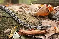 Eastern milk snake in Ohio