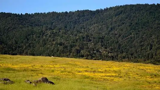 Springtime fields of color