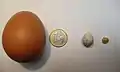 Egg from a chicken compared to a 1 euro coin, great tit egg and a corn grain