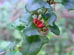 Chenopodium robertianum berries