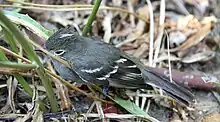 White-crested elaenia