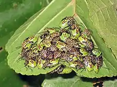 Aggregation of nymphs