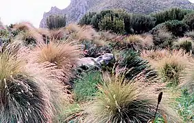 Vagrant adolescent male elephant seal Mirounga leonina resting in the tussock grasses