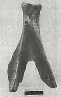 Elk scapula hoe