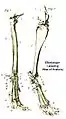 Structures of the leg and paw of a dog.