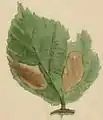 A mined bramble leaf