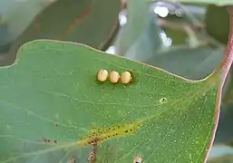 Insect eggs, in this case those of the emperor gum moth, are often laid on the underside of leaves.