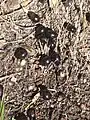 fallen Corkwood fruit on sand, Wyrrabalong National Park