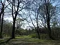 Englischer Garten