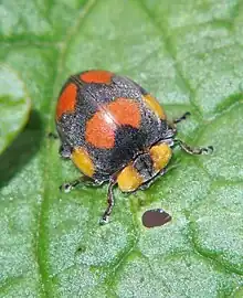 Ladybird eating a leaf