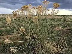 At Rocky Mountain Arsenal National Wildlife Refuge, Colorado