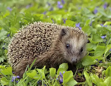 Young european hedgehog