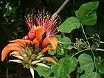 Indian Coral Tree (Mandara in Sanskrit, Hindi and Bengali, Mandaram in Malayalam, Kalyana Murungai கல்யாண முருங்கை  in Tamil, Pangara-पांगारा in Marathi) -- Erythrina indica or variegata