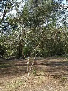 E. platypus, showing ‘marlock’ form, Melbourne