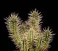 Euphorbia ferox