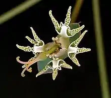 Euphorbia tridentata (cyathium)