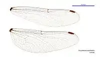 Female wings