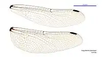 Female wings