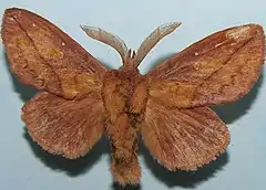 Mounted specimen. Male