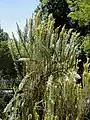 Growth habit of Fabiana imbricata, showing similarity to that of the Erica arborea.