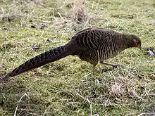 Golden Pheasant female