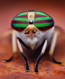 Many insects, such as the female Tabanus lineola, shown here, have dichoptic compound eyes