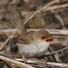 A small pale brown bird with a gaping orange beak, on twig-like foliage