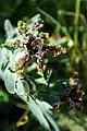 Ferraria crispa flowering