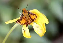 Fiery skipper on bush sunflower