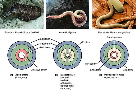 An illustration describing the classification of tripoblasts.