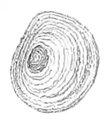 Example of a concentric operculum  (Filopaludina martensi)