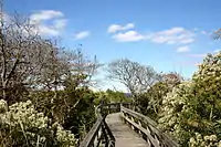 Wooden walkway between trees