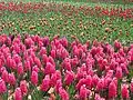 Hyacinth cultivars in Floriade, Canberra