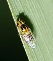 Thaumatomyia notata