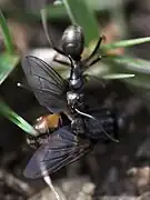 Formica cinerea carrying a fly