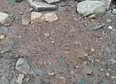 Sandy and silty material on Fossil Beach, Sedbury, Gloucestershire, containing tiny fossil fragments.