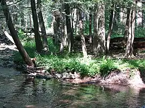 A stream flows in front of a bank with many trees and a picnic table