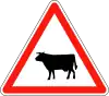 Cattle