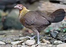 Drab female walking on stones