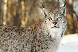 European lynx