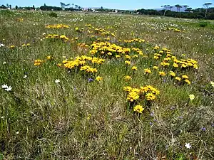 Gazania pectinata in habitat in Cape Town.