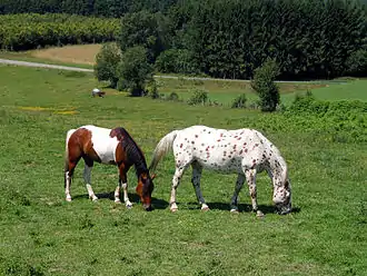 Two horses in a grassy field with trees and a road in the background. Both horses are colored brown and white, but the horse on the left has the colors in patches, while the horse on the right is spotted.